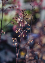 Heuchera Heuchera Obsidian, 2/3L