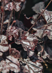 Heuchera Heuchera Obsidian, 2/3L