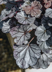 Heuchera Heuchera Silverberry 2/3L