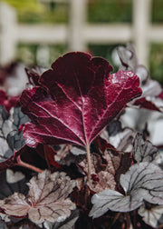 Heuchera Heuchera Silverberry 2/3L