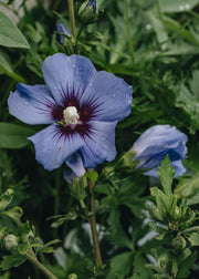 Hibiscus Hibiscus syriacus Oiseau Bleu AGM, 3L