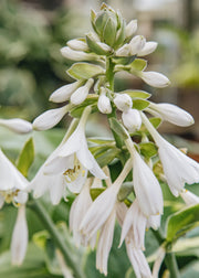 Hosta Hosta Frances Williams, 5L