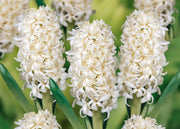 Taylors Bulbs Hyacinthus Carnegie, pack of five bulbs