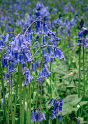 Hyacinthoides Non-Scripta Bulbs