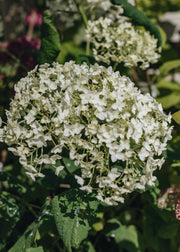 Hydrangea Hydrangea arborescens Annabelle, 3L