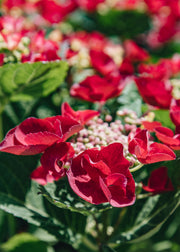 Hydrangea Hydrangea macrophylla Cherry Explosion, 5L