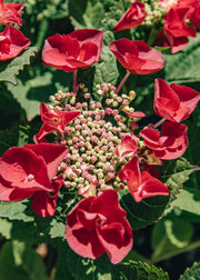 Hydrangea Hydrangea macrophylla Cherry Explosion, 5L