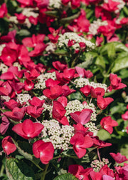 Hydrangea Hydrangea macrophylla Lady in Red, 4L