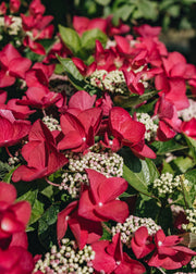 Hydrangea Hydrangea macrophylla Lady in Red, 4L