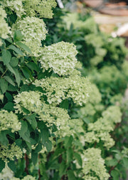 Hydrangea Hydrangea Paniculata Limelight, 5L