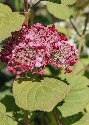 Hydrangea Hydrangea Pink Annabelle