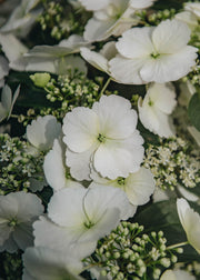Hydrangea Hydrangea Runaway Bride