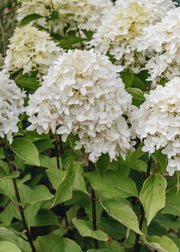 Hydrangea Hydrangea paniculata Skyfall Frenne, 3L