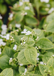 Brunnera Brunnera macrophylla Betty Bowring, 2/3L