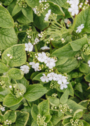 Brunnera Brunnera macrophylla Betty Bowring, 2/3L