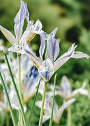 Iris reticulata Painted Lady Bulbs