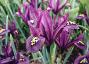 Iris reticulata Pixie, pack of 30 bulbs