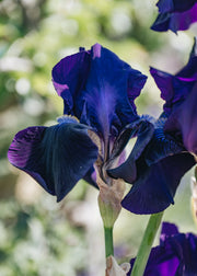 Iris Iris Sable