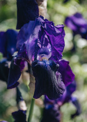 Iris Iris Sable