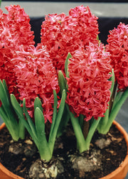 Taylors Bulbs Indoor Hyacinth Jan Bos Bulbs, pack of five