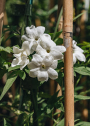 Jasminum Jasminum officinale, 3L