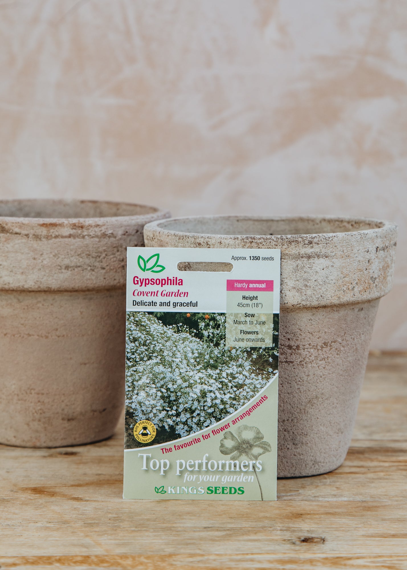 gypsophila covent garden seeds Kings Seeds Gypsophila muralis 'Covent Garden' Seeds – Burford Garden Co