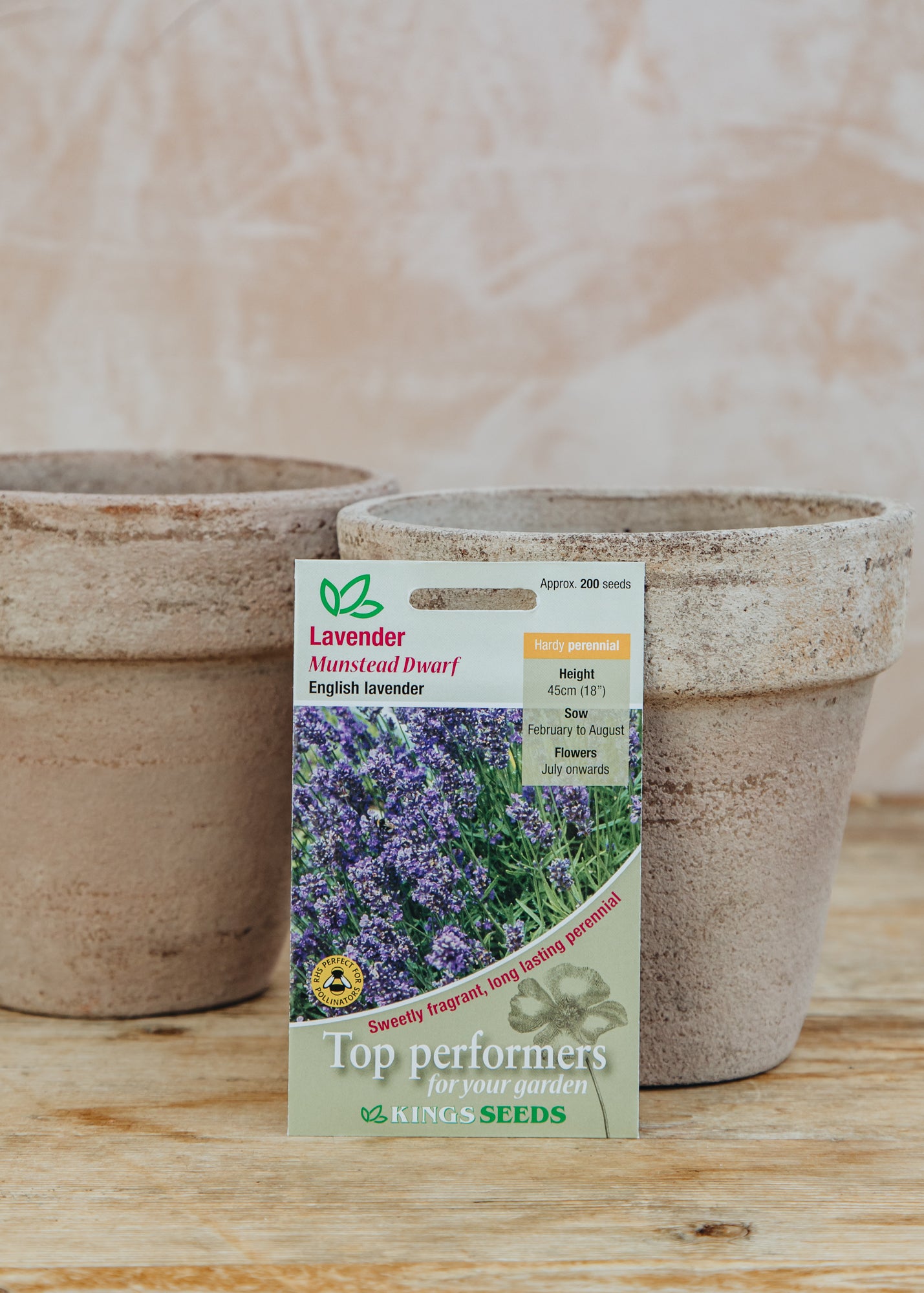 Kings Seeds Lavender 'Munstead' Seeds – Burford Garden Co