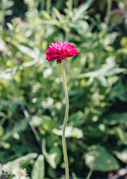 Scabious Knautia Mars Midget