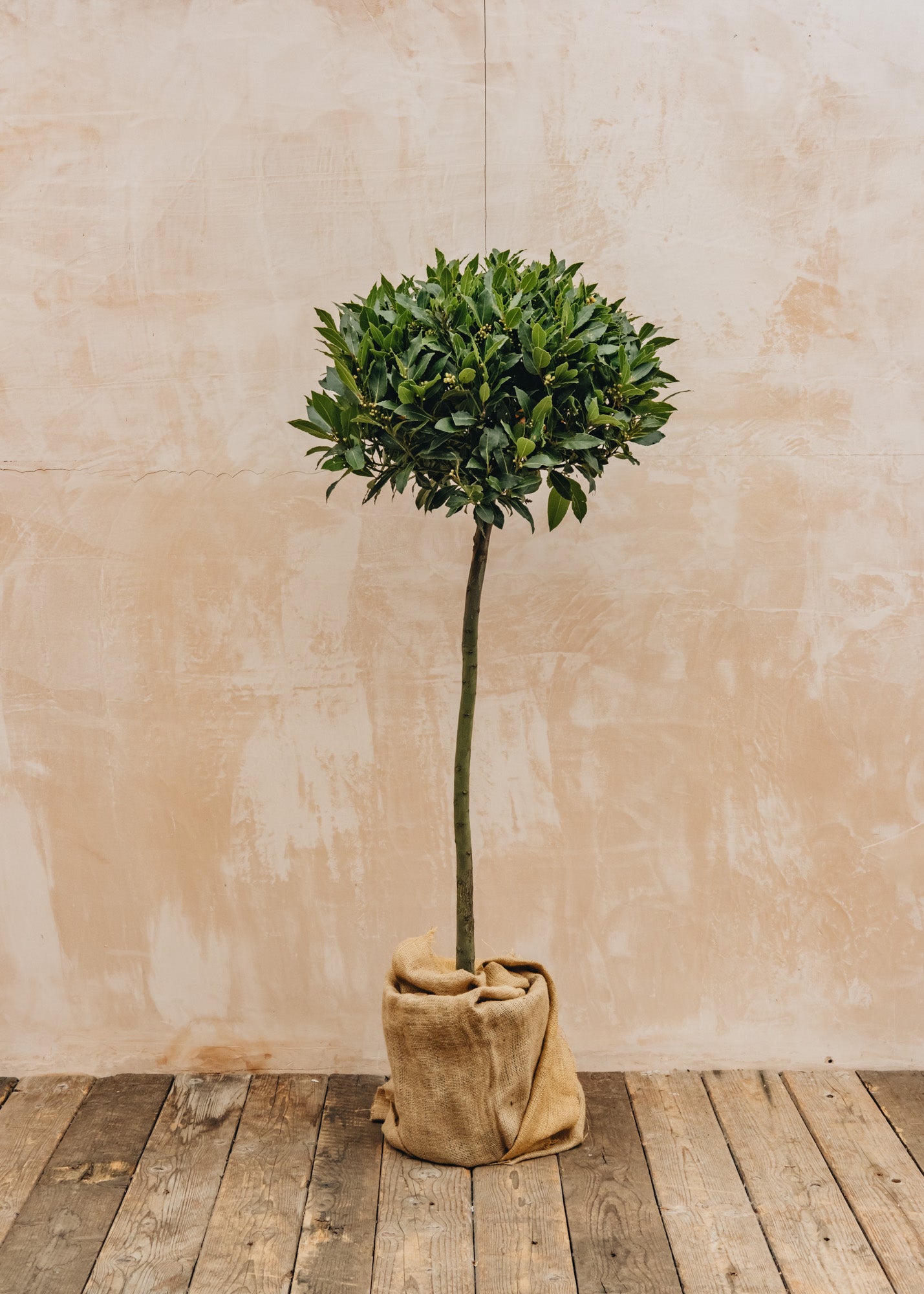 laurus nobilis bonsai Laurus nobilis Standard 150cm, 7L – Burford Garden Co