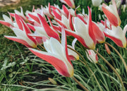 Taylors Bulbs Tulipa Lady Jane Bulbs