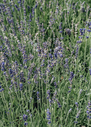 Lavandula Lavandula angustigolia Beezee Dark Blue, 1.5/2L