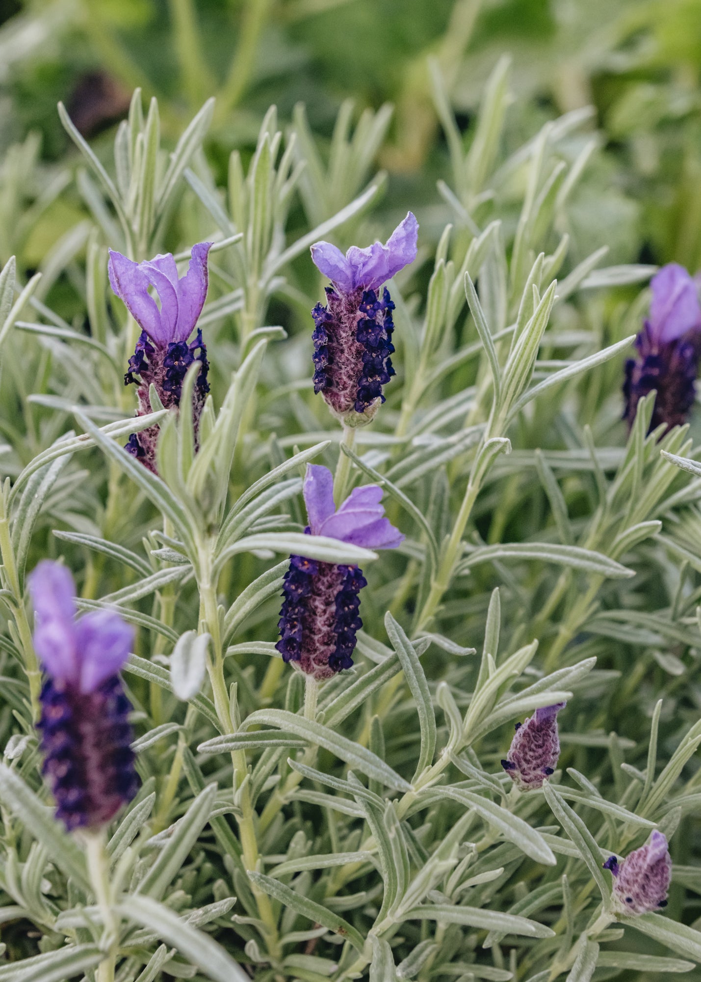 buy lavender plants uk Lavandula Devonshire Compact, 3L – Burford Garden Co