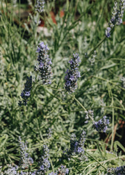 Lavender Lavandula Vera 3L