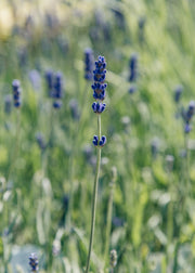 Lavender Lavandula angustifolia Havana, 2/3L