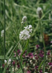 Lavender Lavandula Vienco Early White 2L