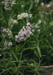 Lavender Lavandula Vienco Early White 2L