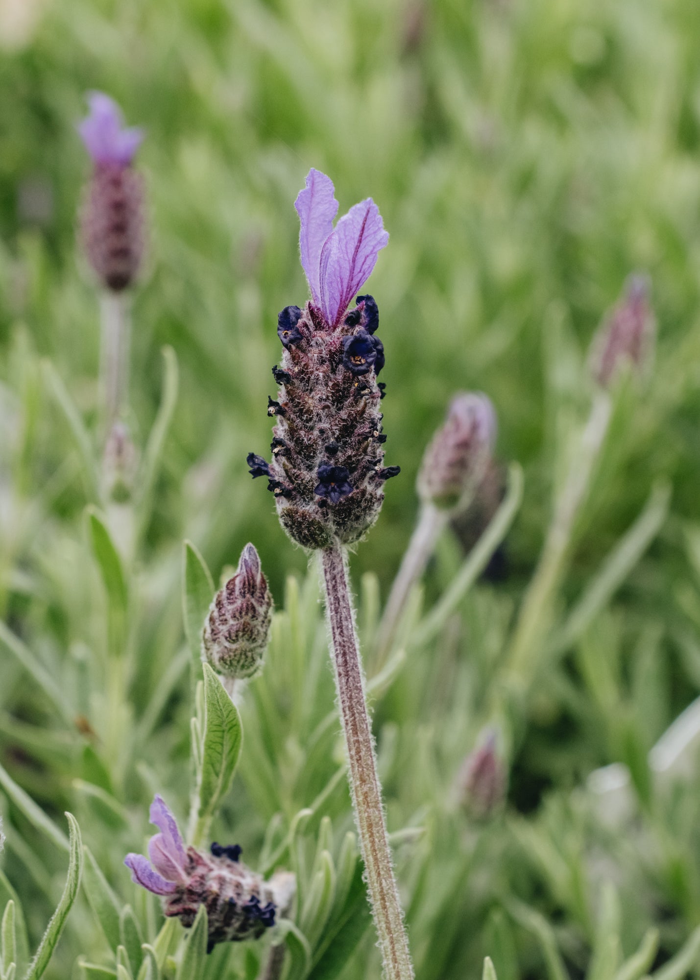 fathead lavender plants Lavandula stoechas Fathead, 2L – Burford Garden Co