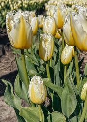 Taylors Bulbs Tulipa Lemon Beauty Bulbs