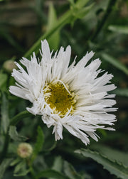 Leucanthemum Leucanthemum xs 'Aglaia'