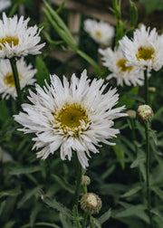 Leucanthemum Leucanthemum xs 'Aglaia'