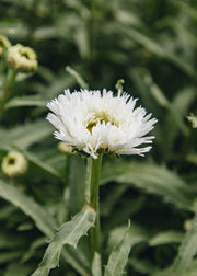 Leucanthemum Leucanthemum Ooh La Spider, 2/3L