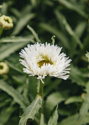 Leucanthemum Leucanthemum Ooh La Spider, 2/3L
