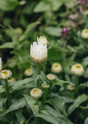 Leucanthemum Leucanthemum taurus