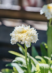 Leucanthemum Leucanthemum x superbum Luna, 2/3L