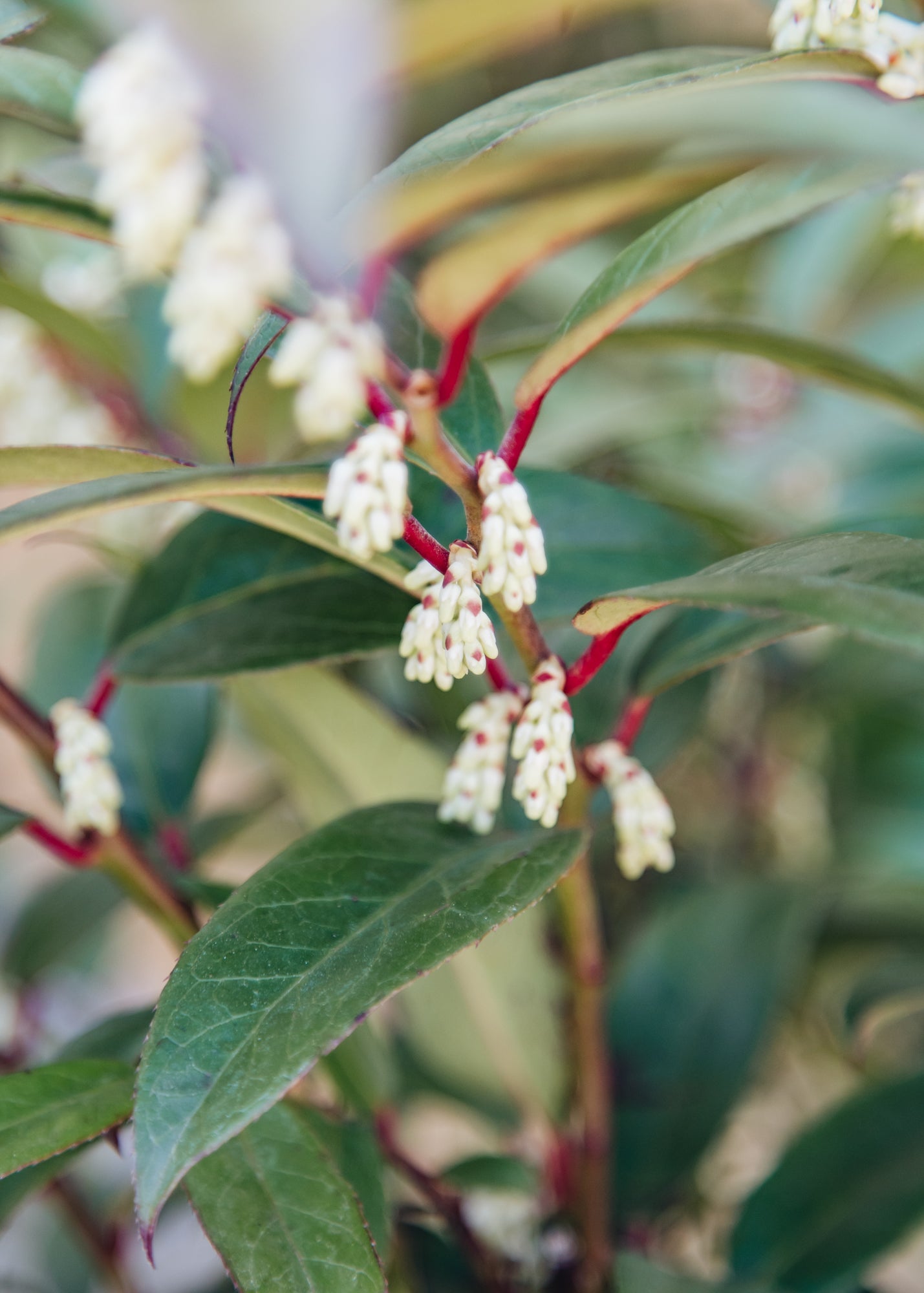 Leucothoe Scarletta Sense, 5.5L – Burford Garden Co