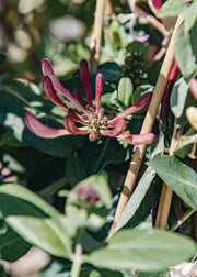 Lonicera Lonicera Rhubarb and Custard, 3L