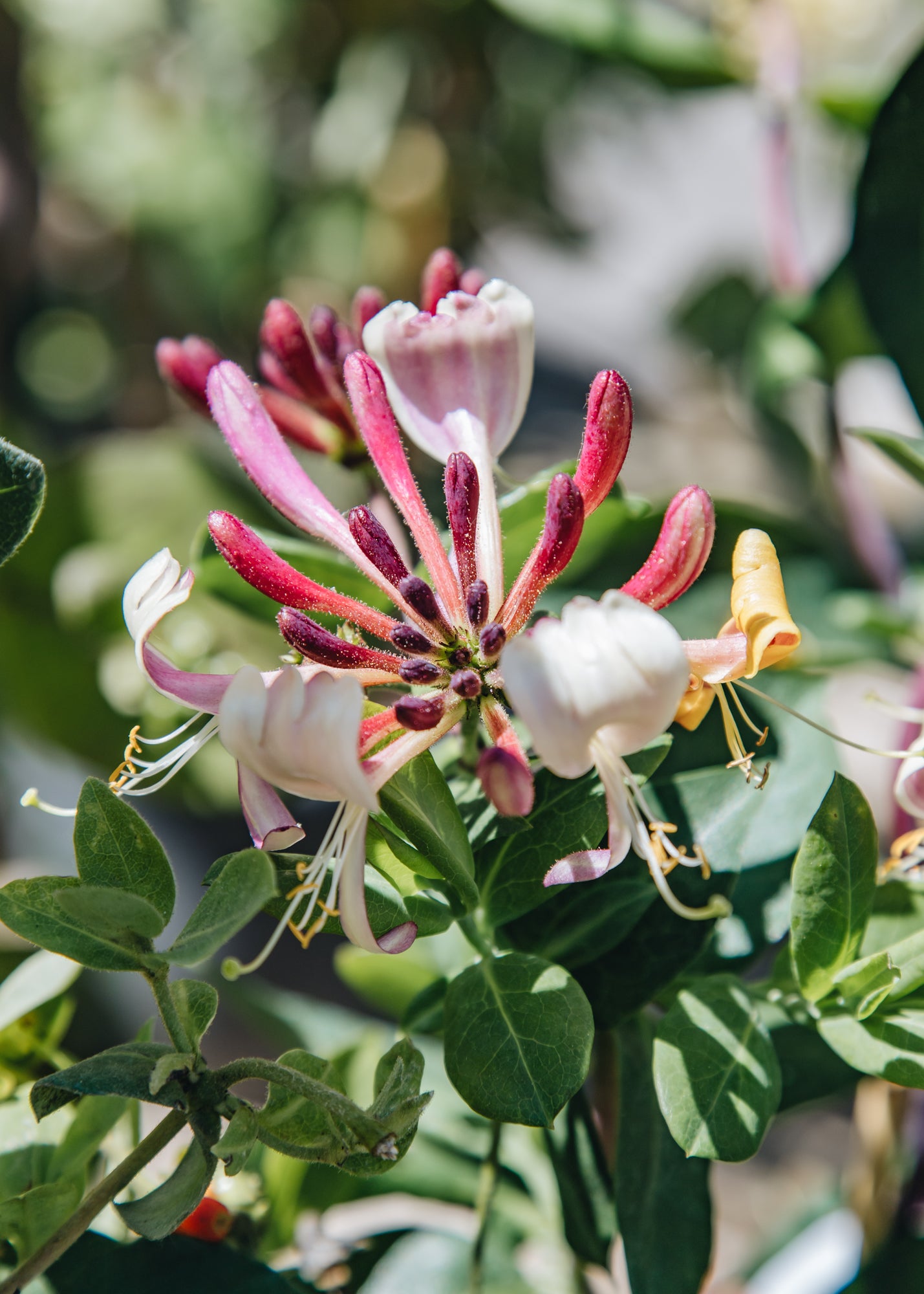 Lonicera 'Rhubarb and Custard', 3L