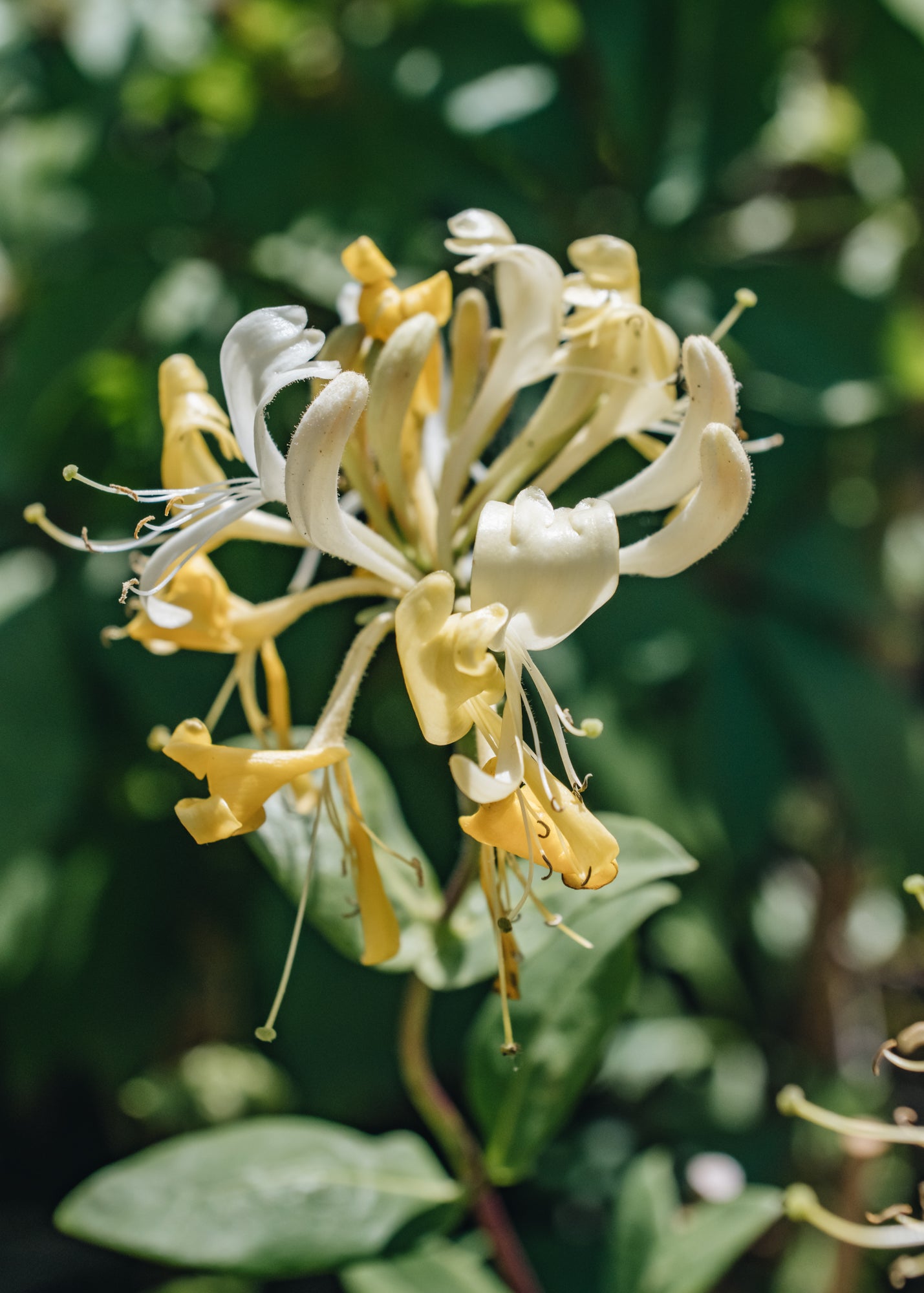 Lonicera periclymenum Scentsation | Plants