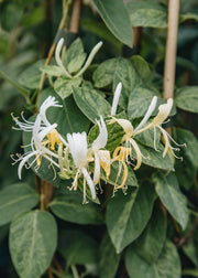 Lonicera Lonicera japonica Mint Crisp, 3L