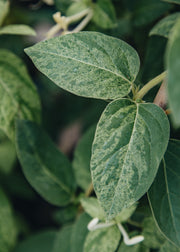 Lonicera Lonicera japonica Mint Crisp, 3L